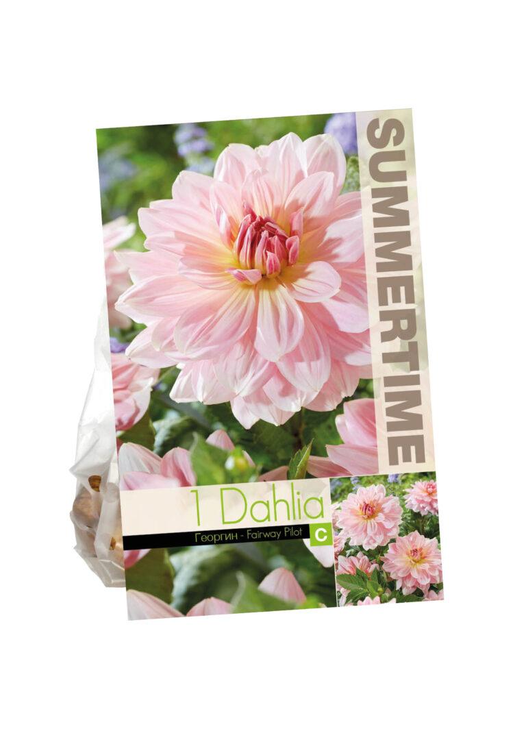 Dahlia Fairway Pilot