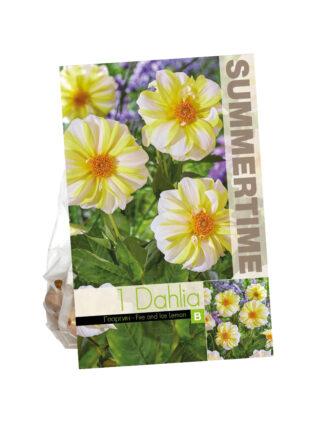 Dahlia Fire and Ice Lemon