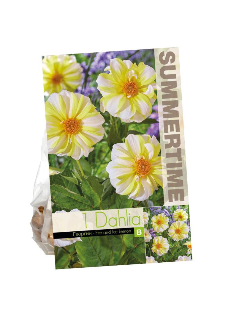 Dahlia Fire and Ice Lemon