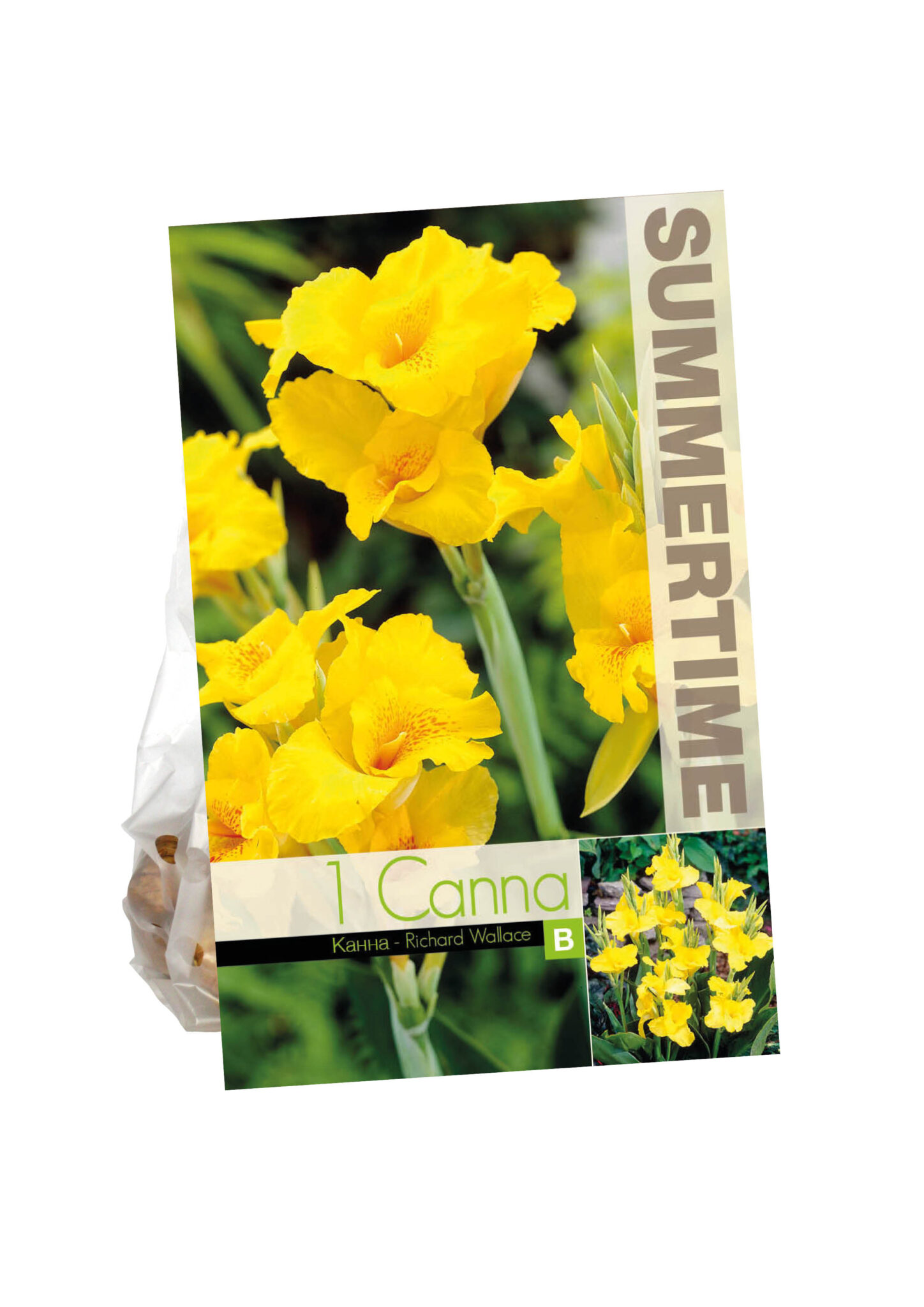 Canna Richard Wallace