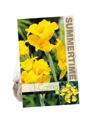 Canna Richard Wallace