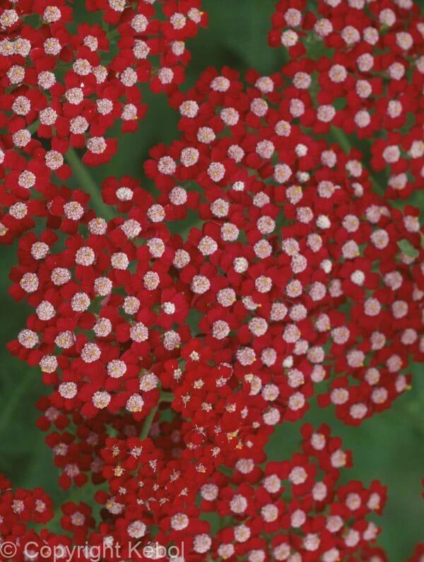Achillea Laura