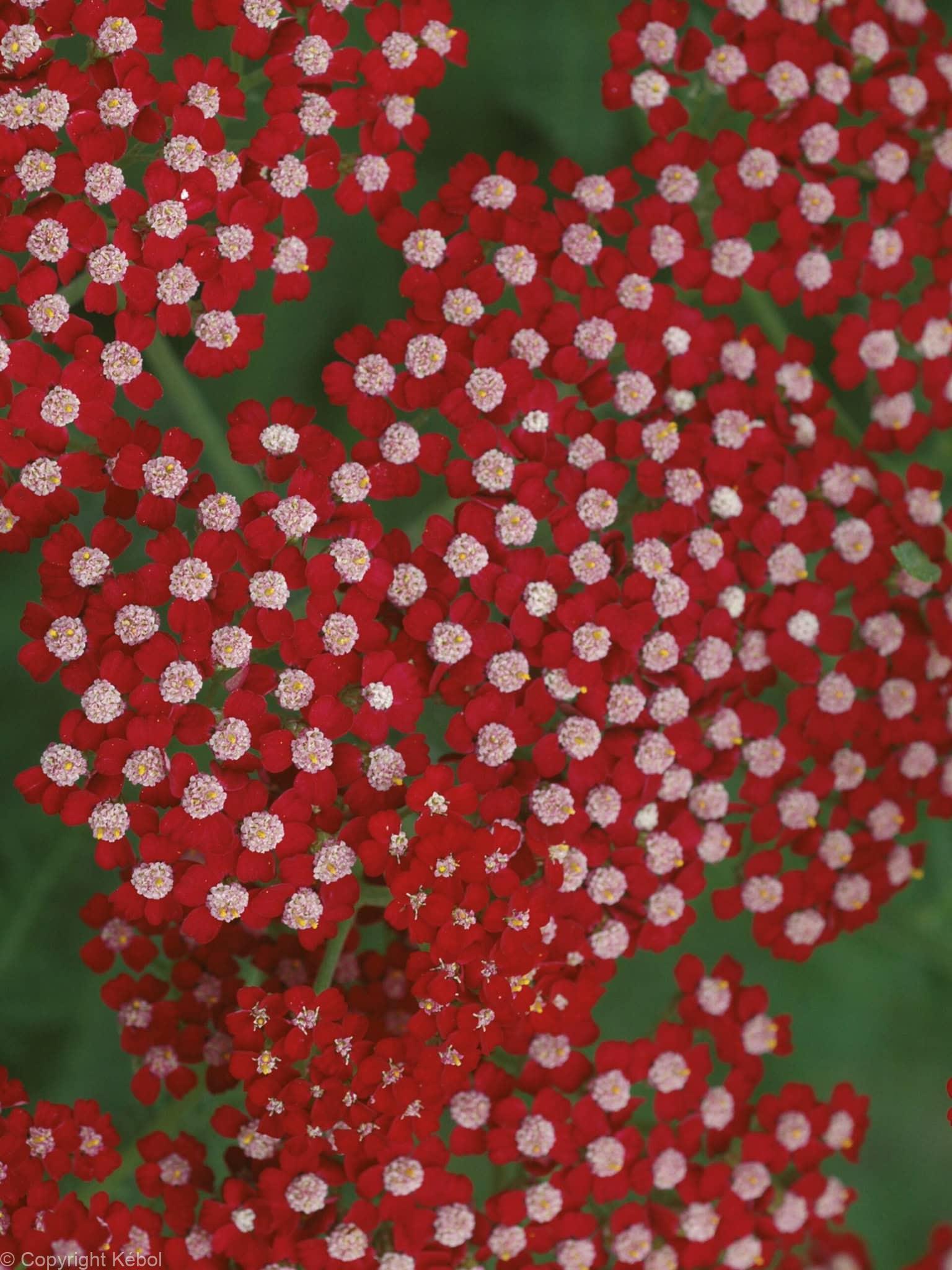 Achillea Laura