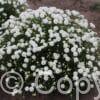 Achillea Diadem