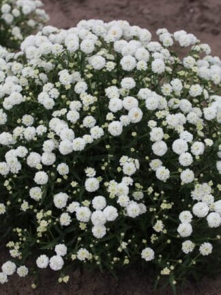 Achillea Diadem - bag