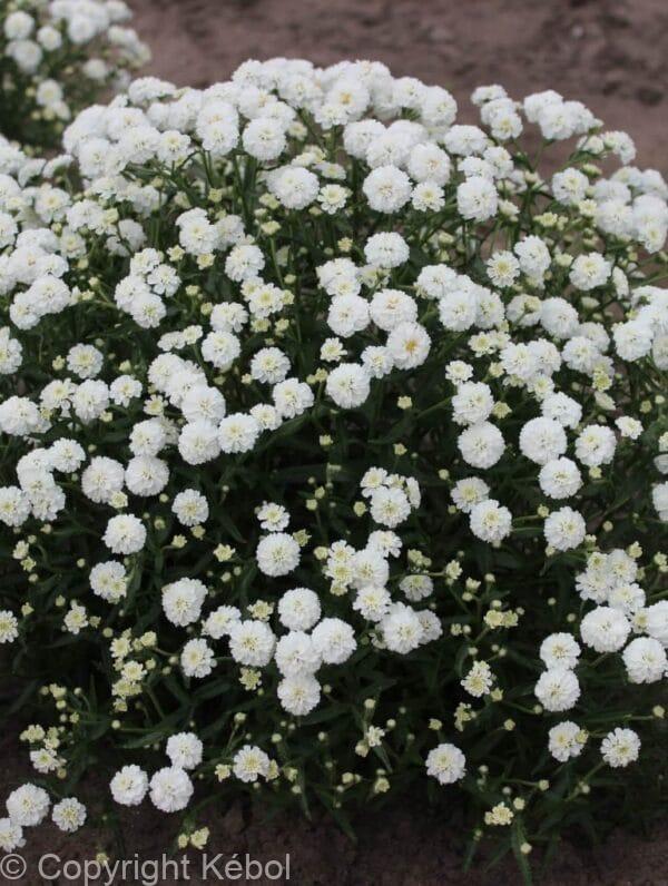 Achillea Diadem