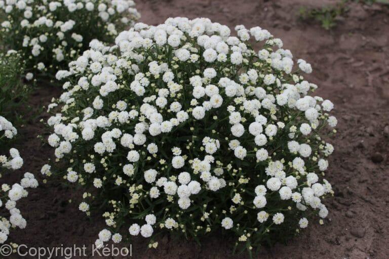 Achillea Diadem