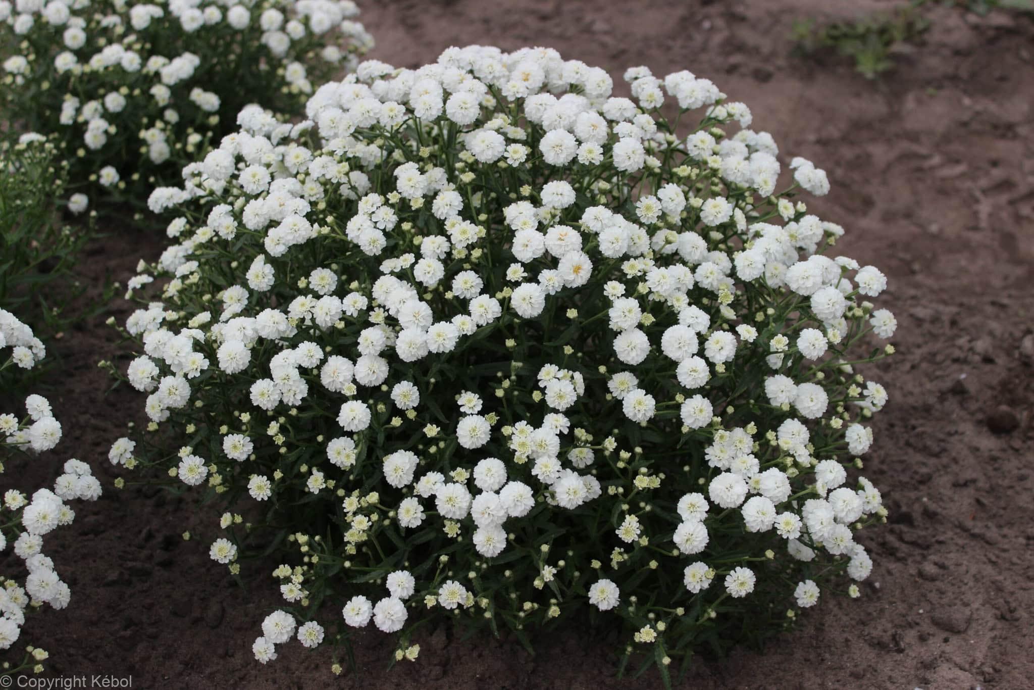 Achillea Diadem