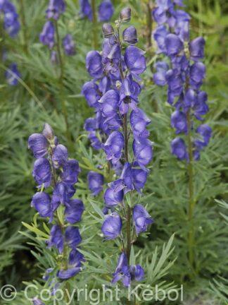 Aconitum Napellus - case