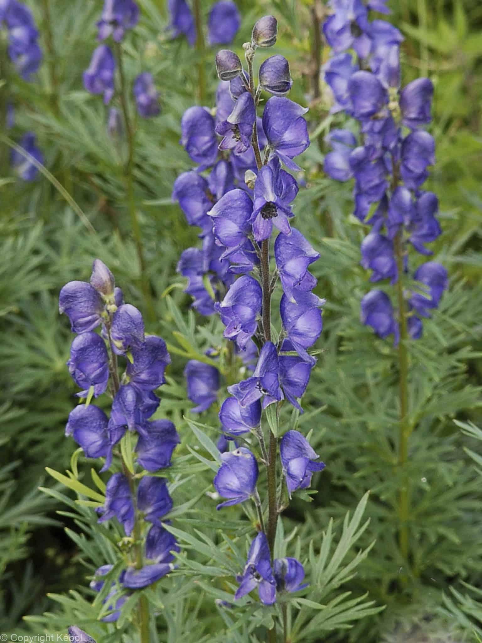 Aconitum napellus