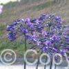 Agapanthus Back in Black