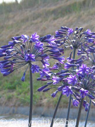 Agapanthus Back in Black - case