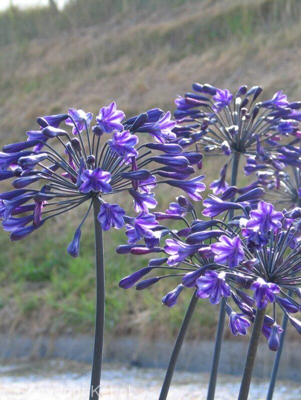 Agapanthus Back in Black