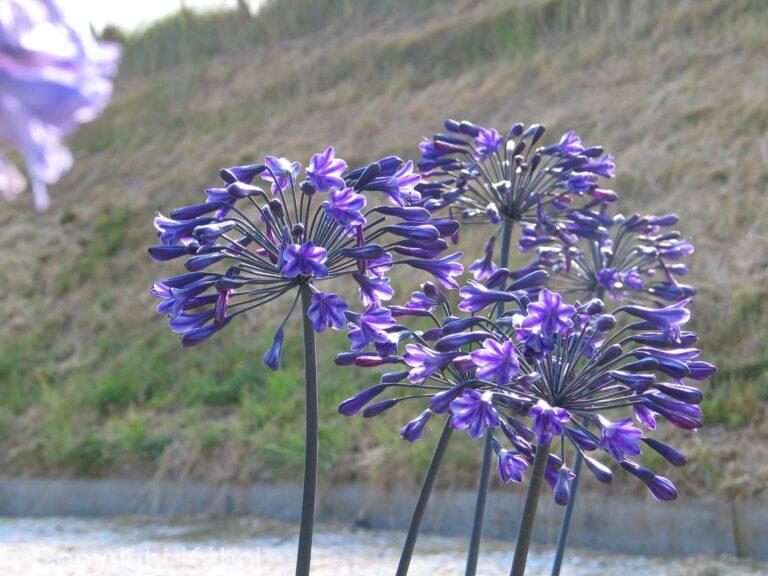 Agapanthus Back in Black