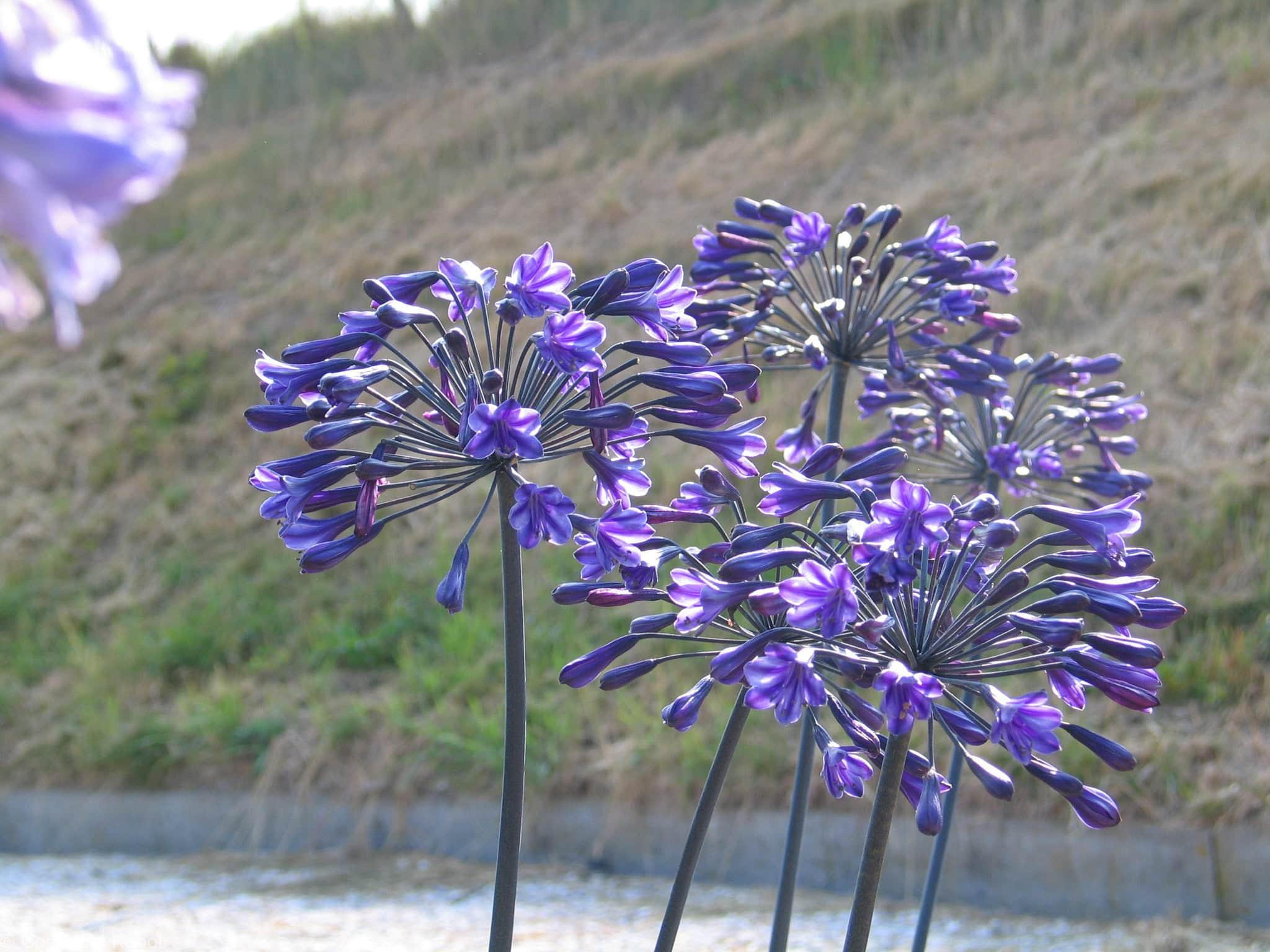 Agapanthus Back in Black