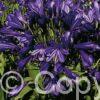 Agapanthus Blue Velvet