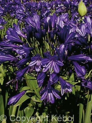 Agapanthus Blue Velvet - case