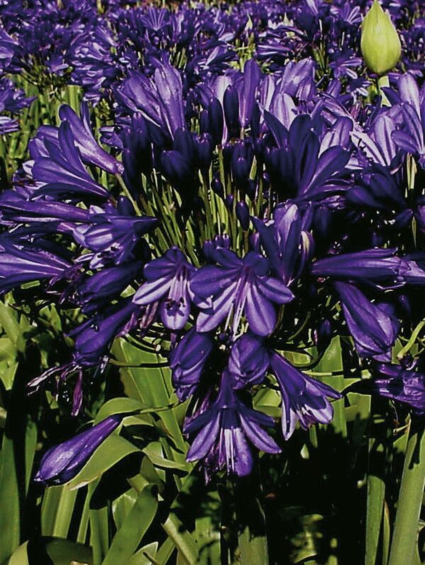 Agapanthus Blue Velvet