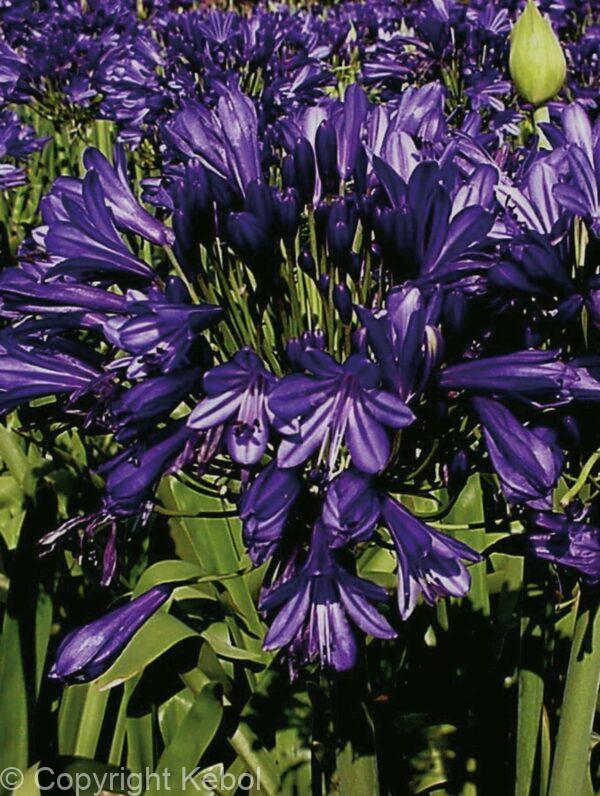 Agapanthus Blue Velvet