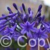Agapanthus Peter Pan