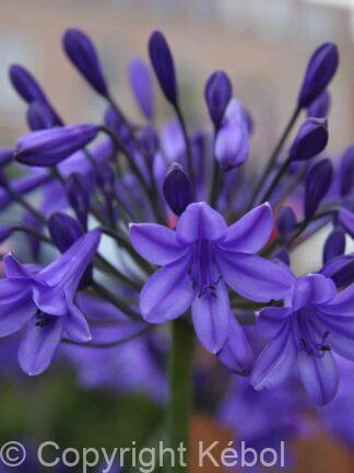 Agapanthus Peter Pan - case