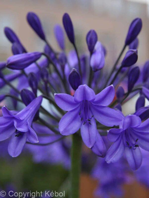 Agapanthus Peter Pan