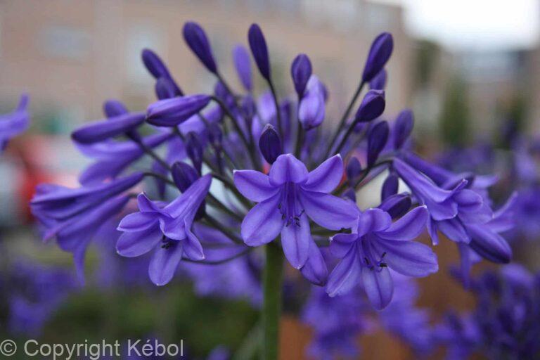 Agapanthus Peter Pan