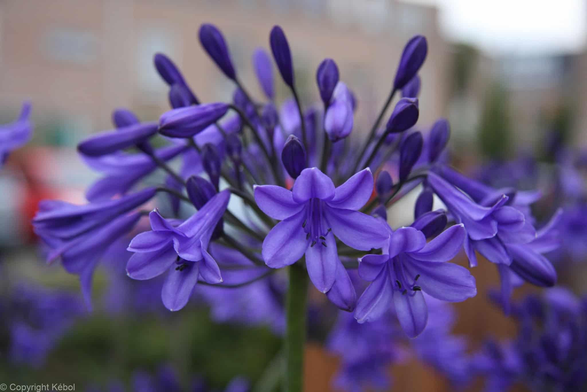Agapanthus Peter Pan