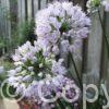 Allium Summer Beauty
