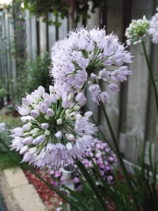 Allium Summer Beauty - case