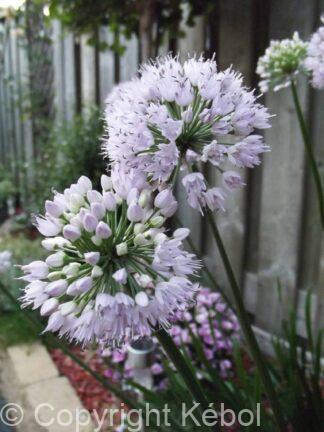 Allium Summer Beauty - case