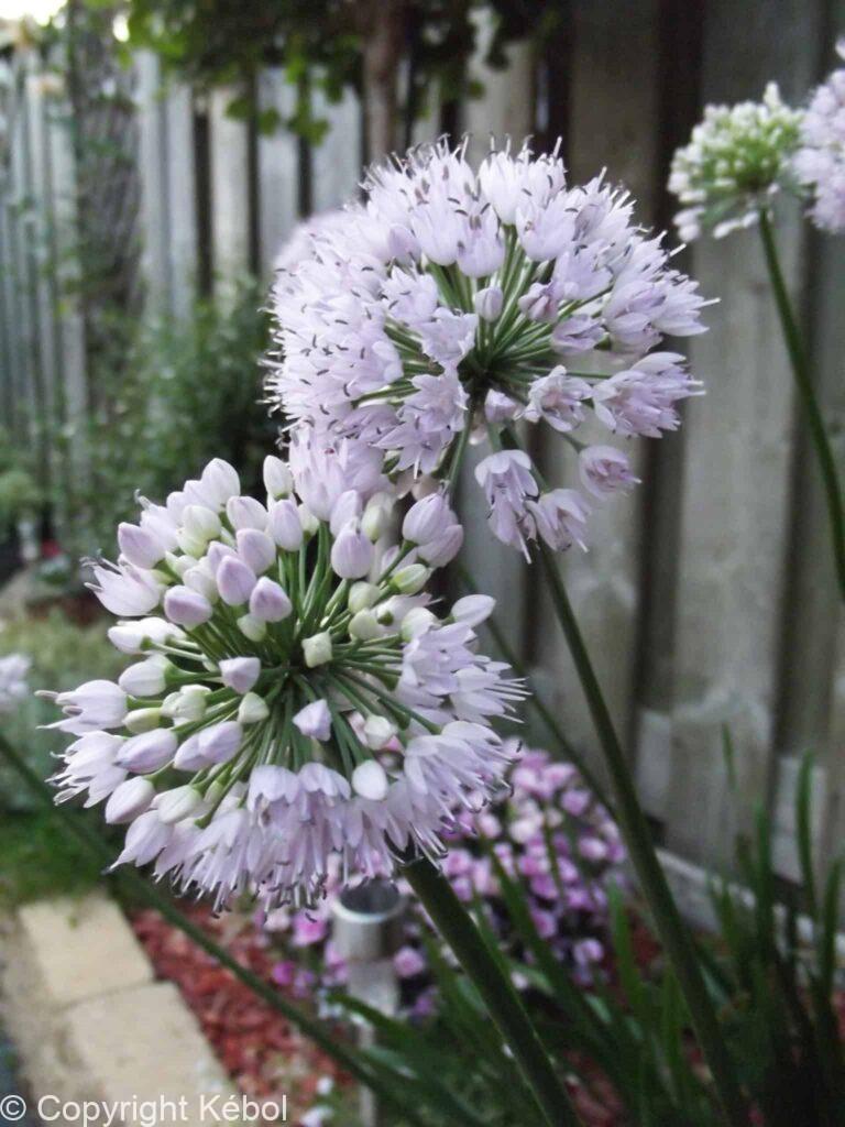 Allium Summer Beauty