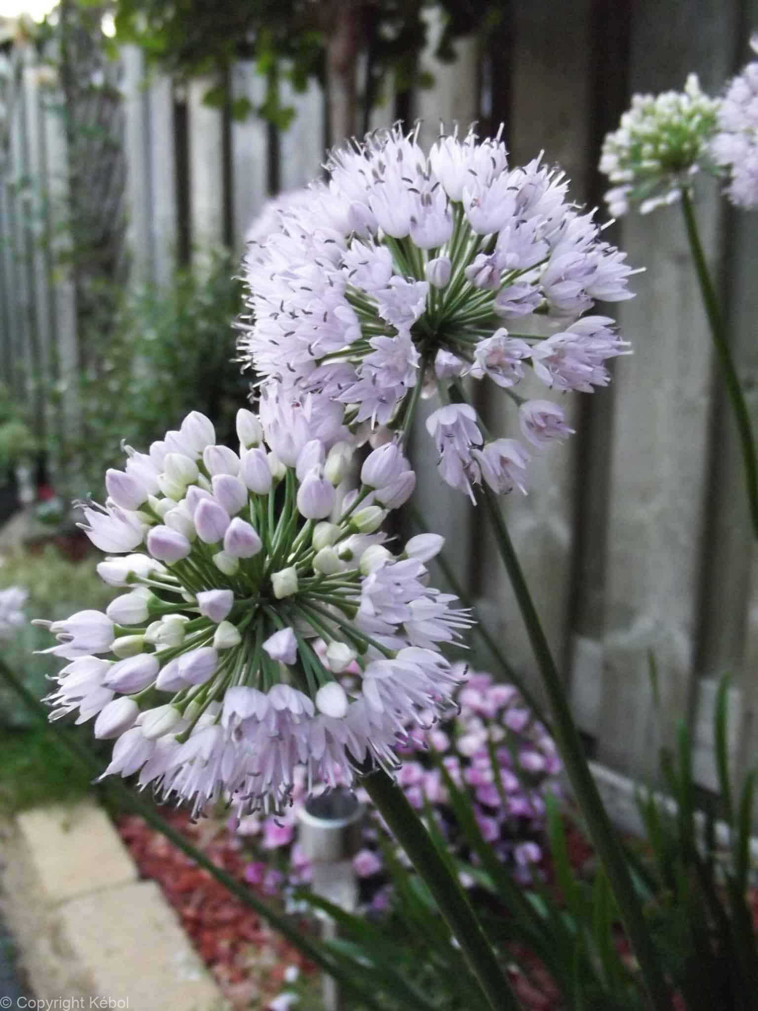 Allium Summer Beauty