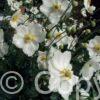 Anemone Andrea Atkinson