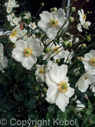 Anemone Andrea Atkinson - case