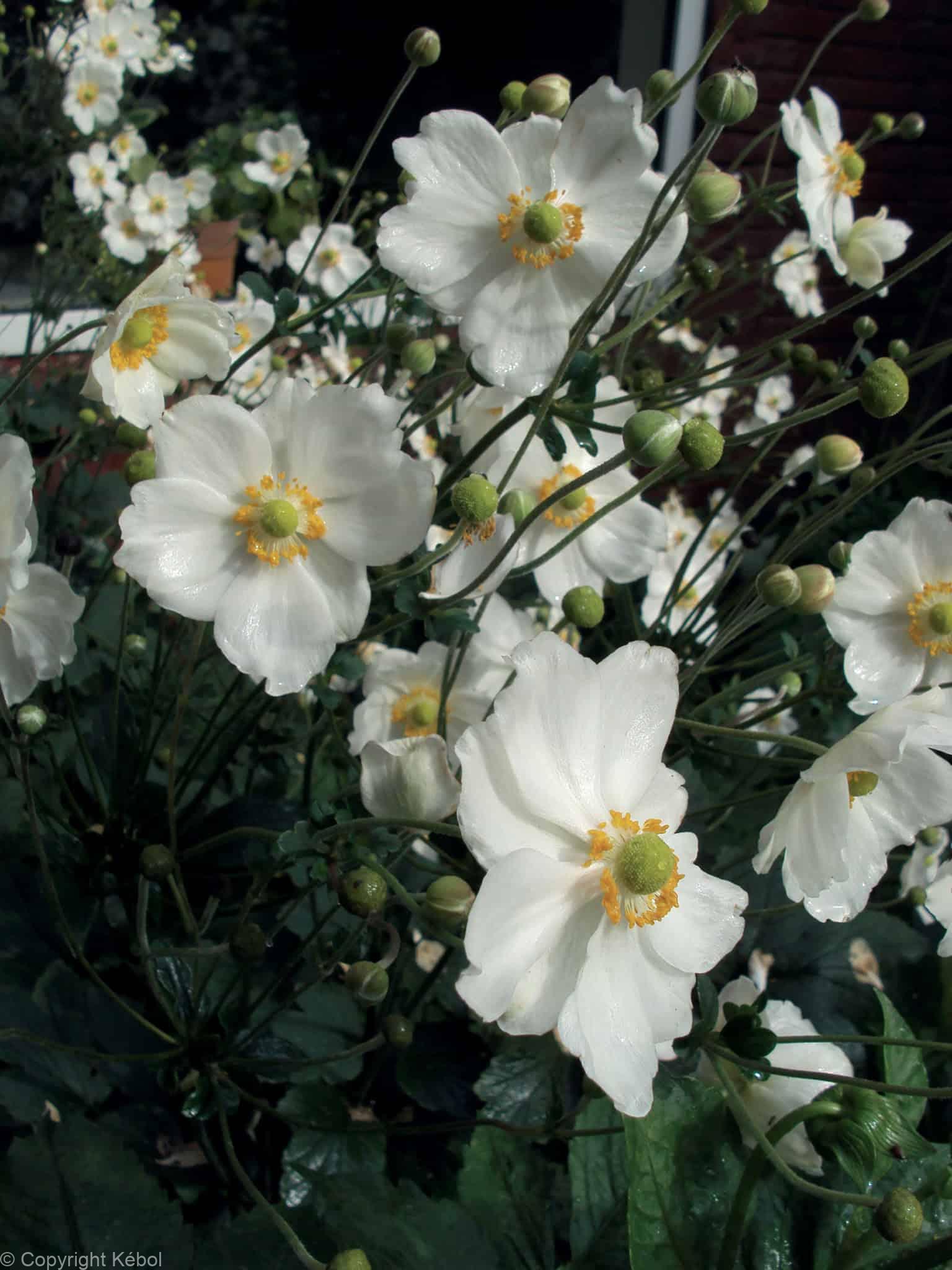 Anemone Andrea Atkinson