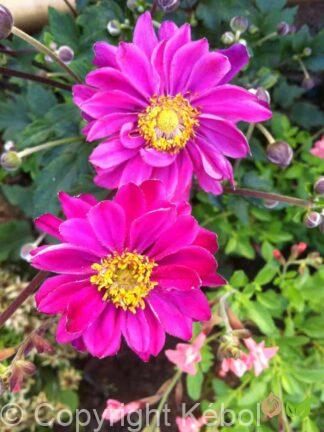 Anemone Pamina - case