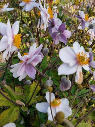 Anemone Ruffled Swan