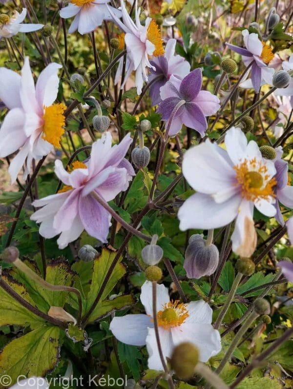 Anemone Ruffled Swan