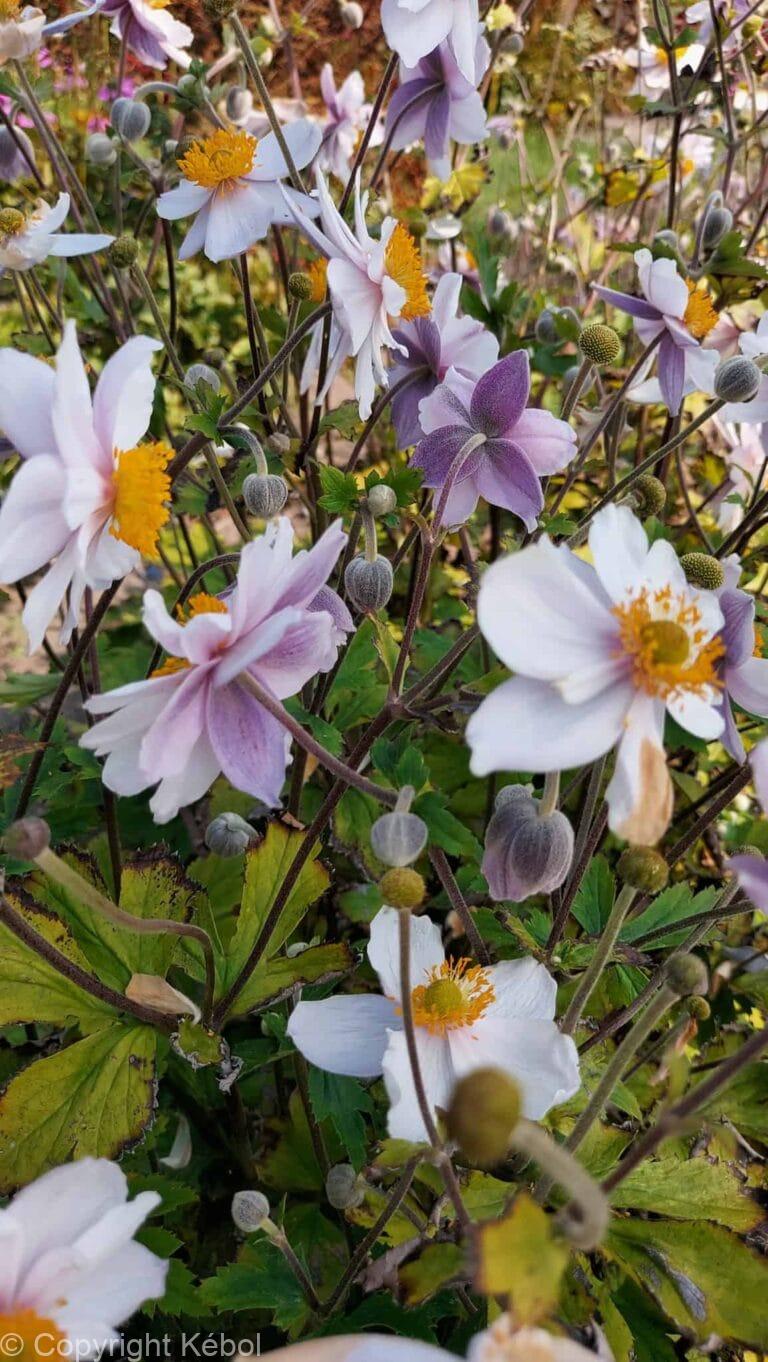 Anemone Ruffled Swan