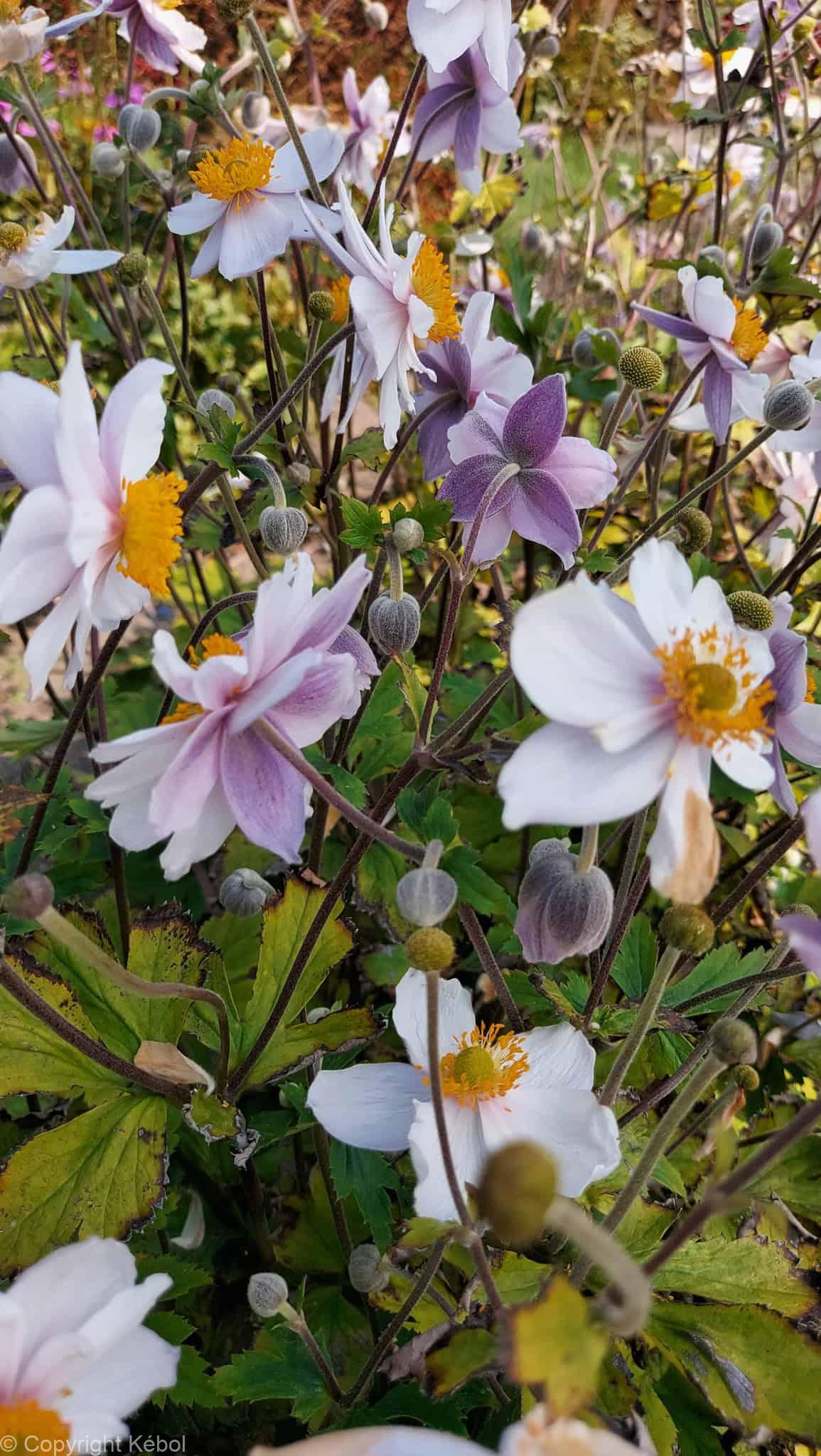 Anemone Ruffled Swan