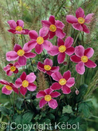 Anemone September Charm - case