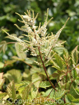 Aruncus Dioicus - case
