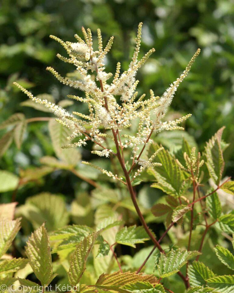 Aruncus dioicus