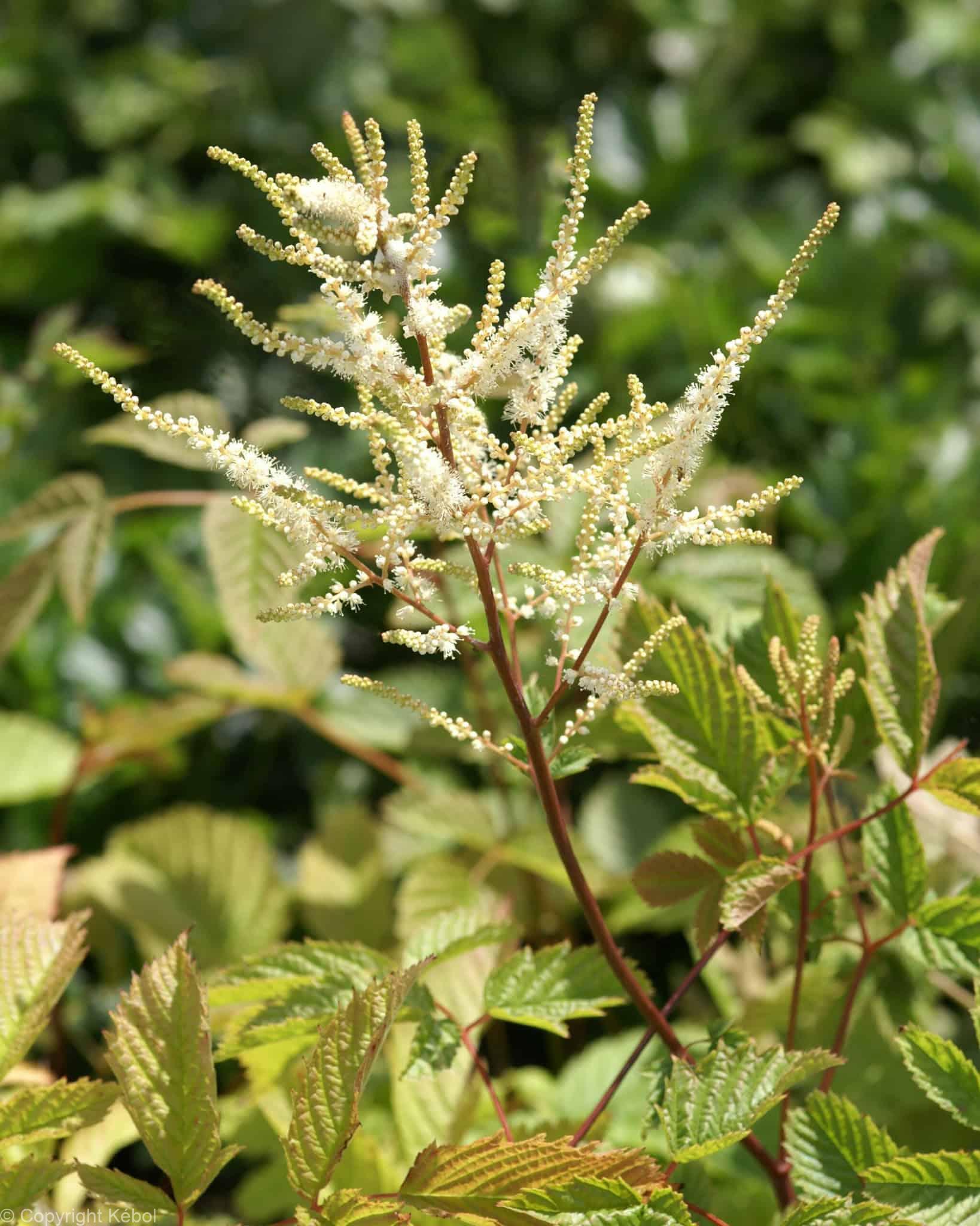 Aruncus dioicus