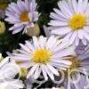 Aster Apollo