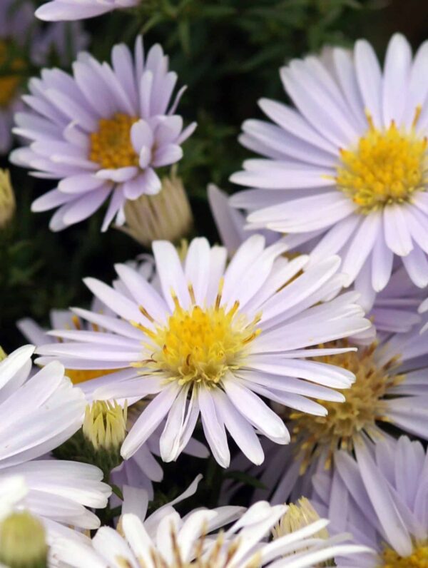 Aster Apollo