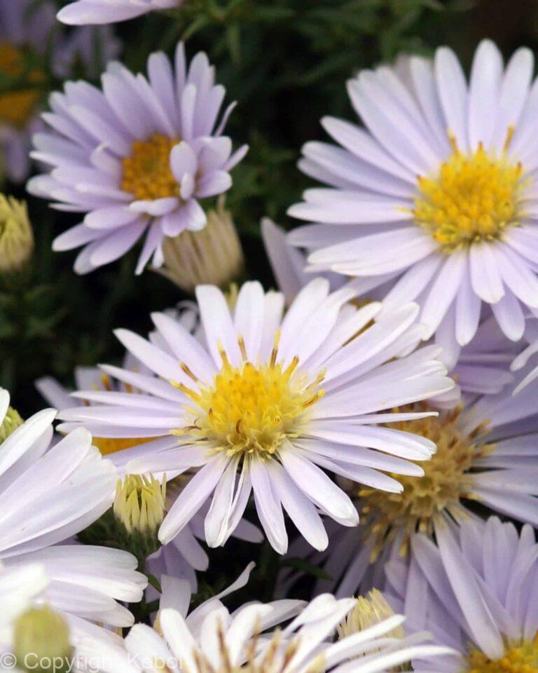 Aster Apollo