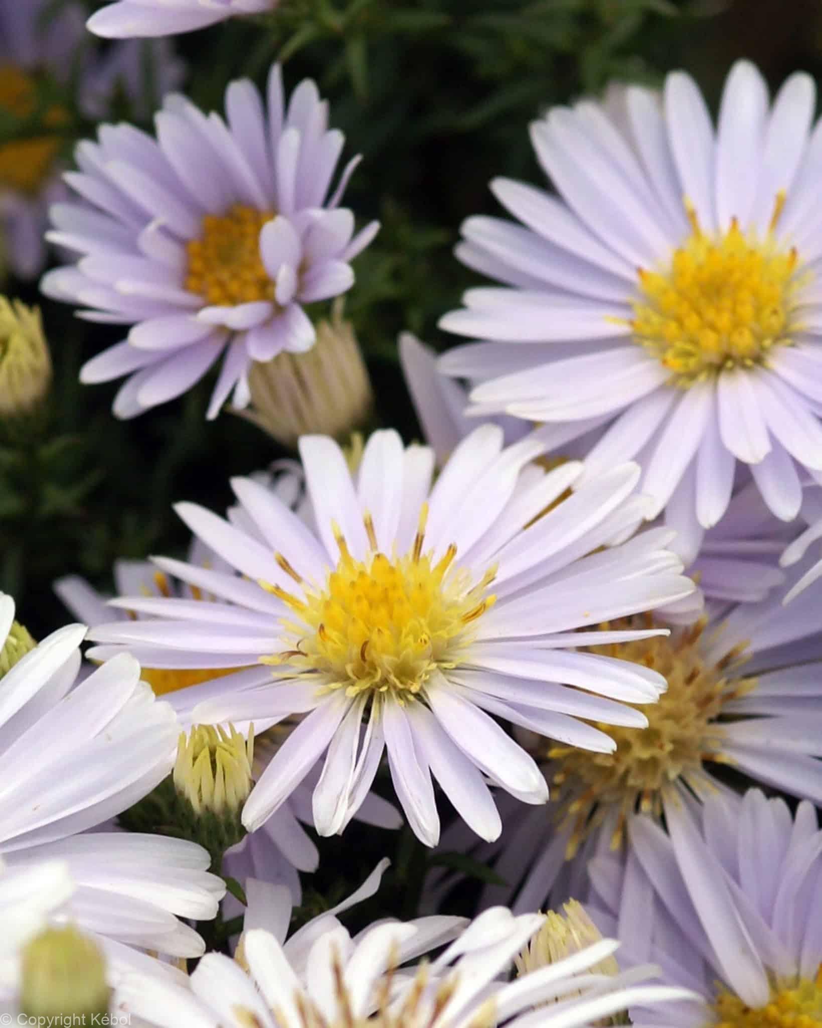 Aster Apollo