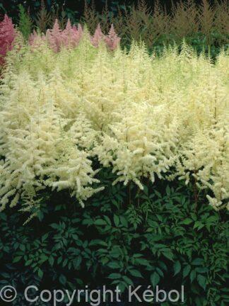 Astilbe Ellie - bag